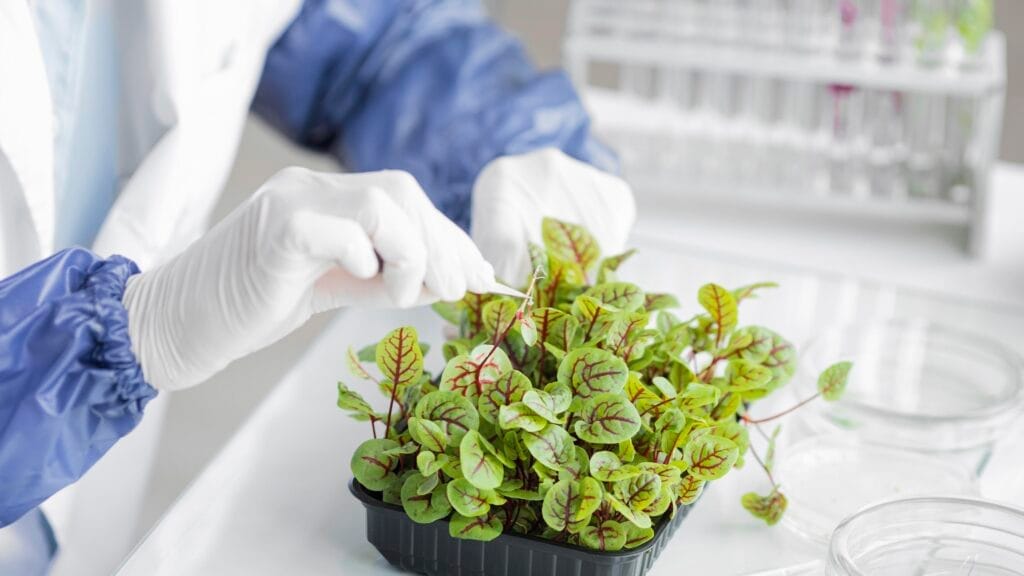 Tıbbi ve Aromatik Bitki Yetiştiriciliği Sertifikası Nasıl Alınır
