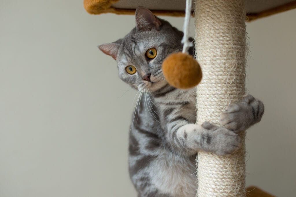 Kedi Oteli Açmak İçin Sertifika