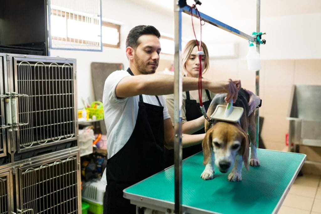 Pet Kuaför Eğitimi