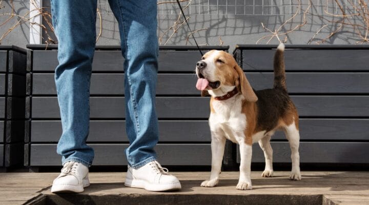 Köpek Eğitmeni Nasıl Olunur