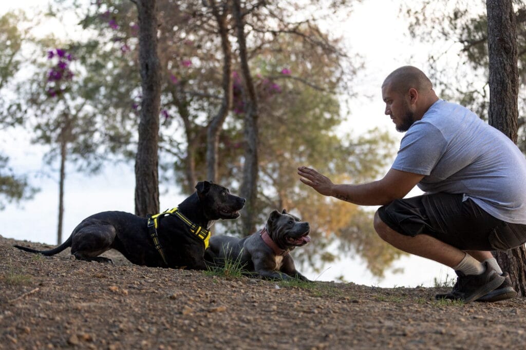 Köpek Eğitmeni Nasıl Olunur