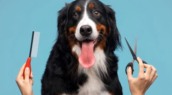 Pet Kuaför Sertifikası Nasıl Alınır