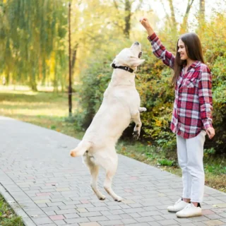 Köpek Eğitmenliği Belgesi Nereden Alınır