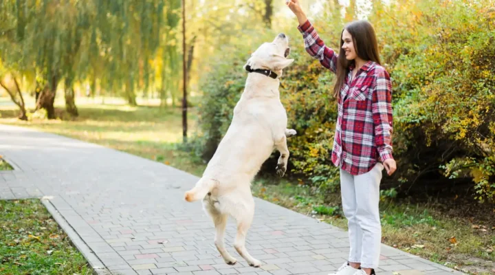 Köpek Eğitmenliği Belgesi Nereden Alınır