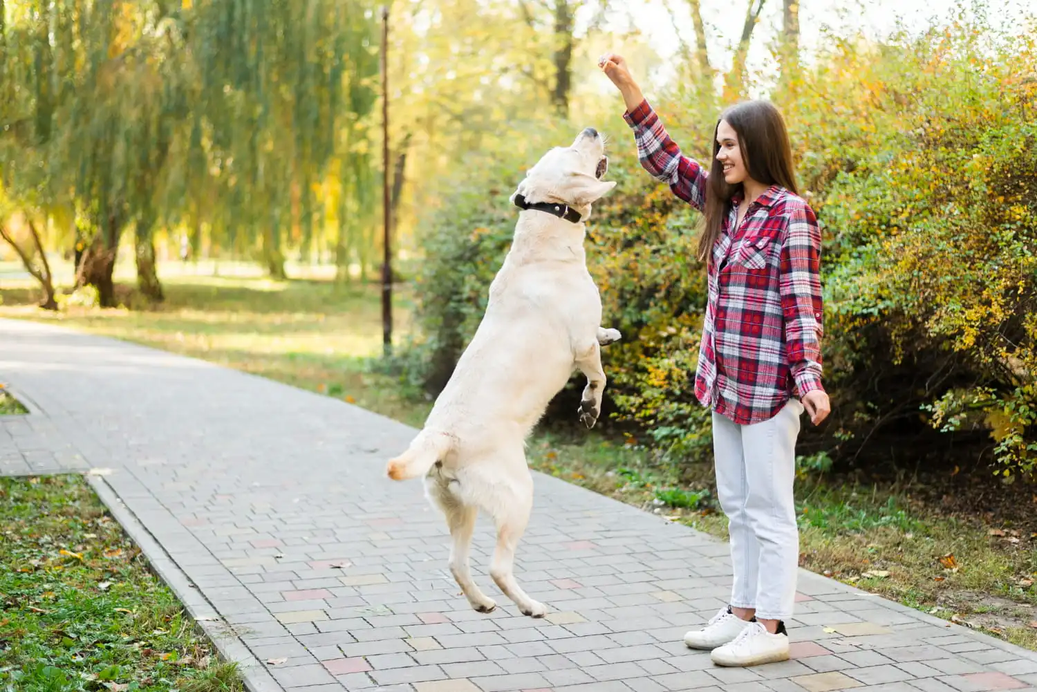 Köpek Eğitmenliği Belgesi Nereden Alınır