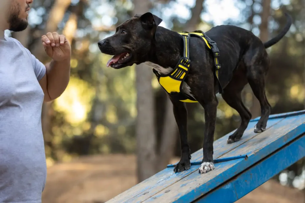 Köpek Eğitmenliği Belgesi Nereden Alınır