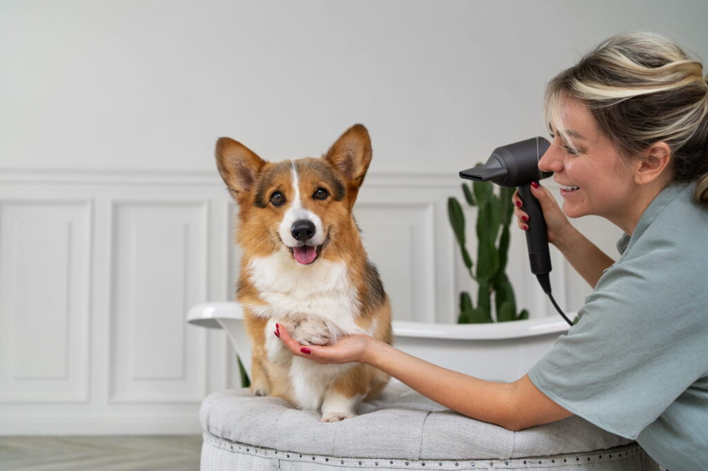 Pet Kuaför Açma Şartları Nelerdir