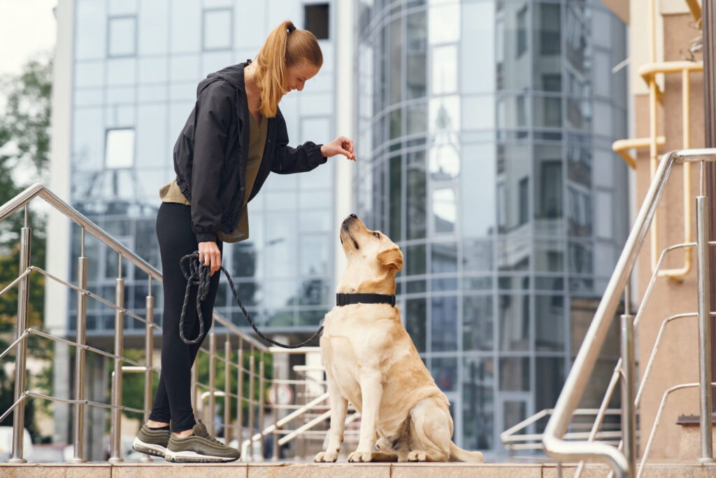 Köpek Eğitmenliği Belgesi Nereden Alınır