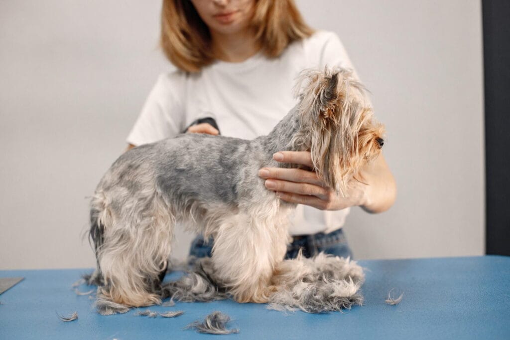 Pet Kuaför Açma Şartları Nelerdir
