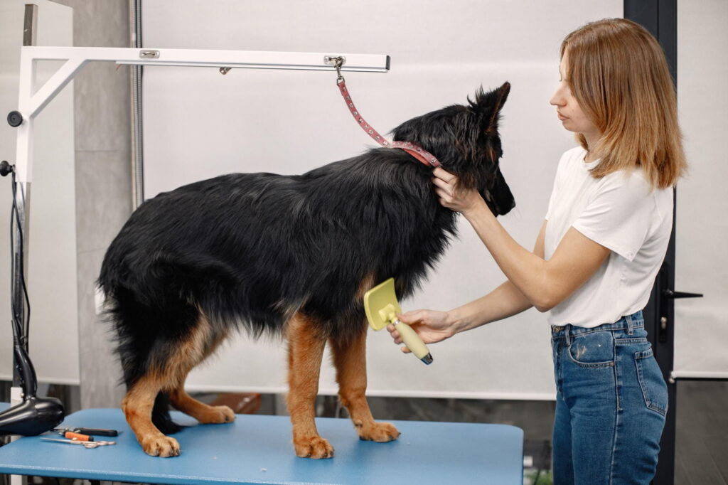 Pet Kuaför Açma Şartları Nelerdir