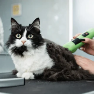 Pet Kuaför Açma Şartları Nelerdir