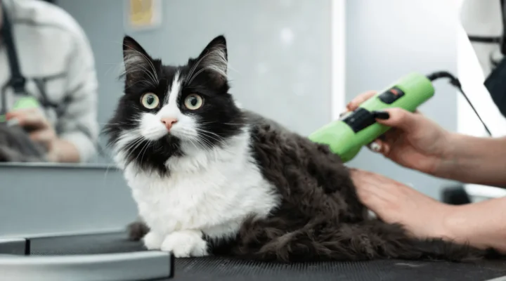 Pet Kuaför Açma Şartları Nelerdir