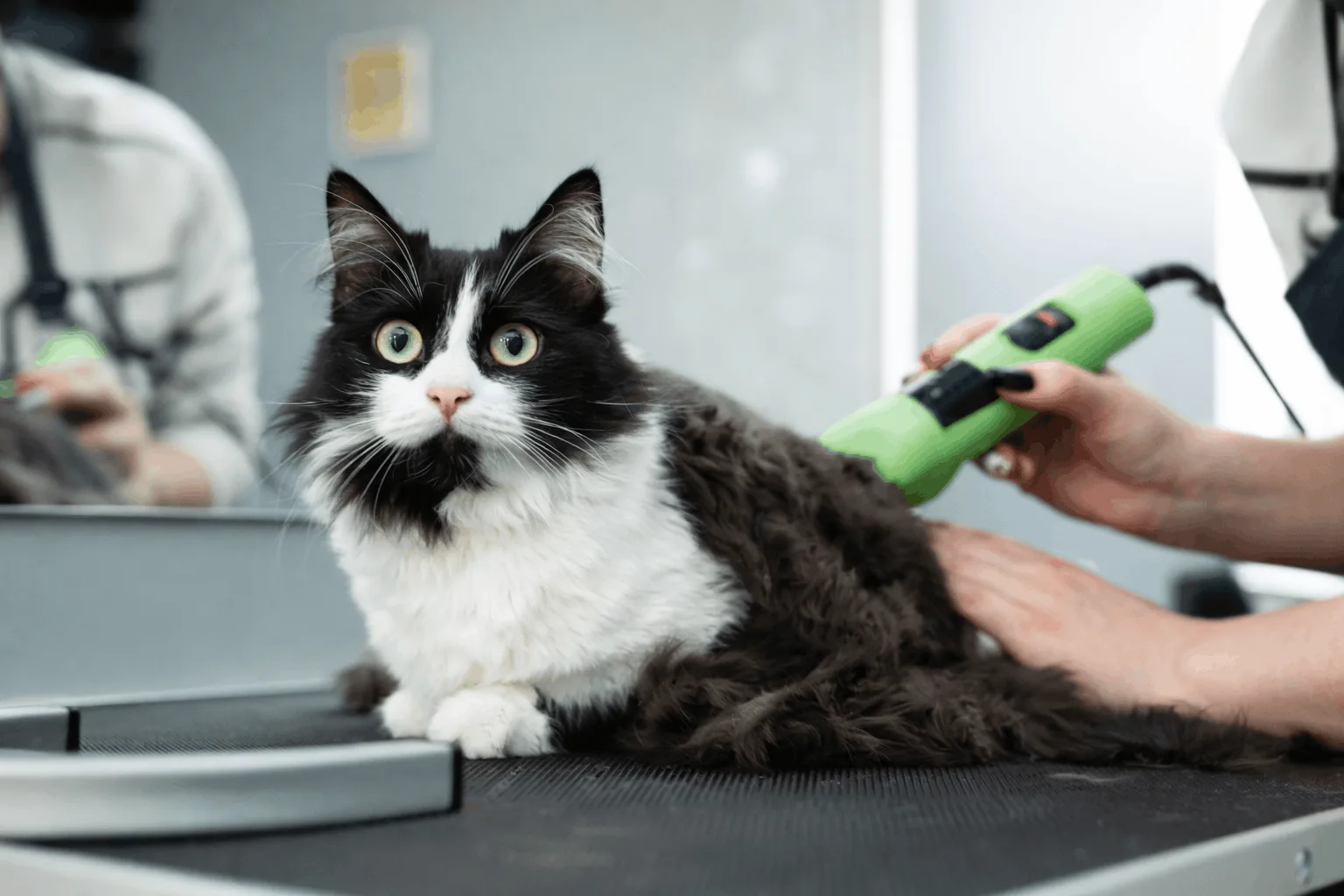 Pet Kuaför Açma Şartları Nelerdir